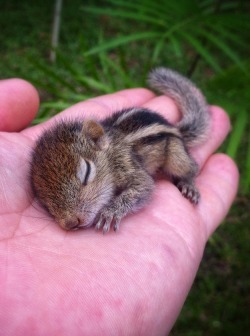 cute-overload:  This is Rob the sleeping baby Palm Squirrelhttp://cute-overload.tumblr.com source: http://imgur.com/r/aww/3XjFovM