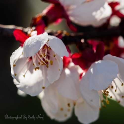 Apricot Blossoms!