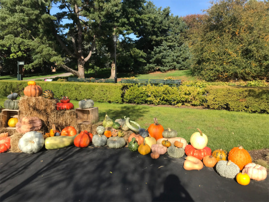 The Great Pumpkin Path at the NY Botanical Garden!