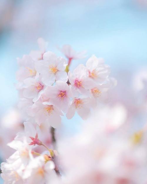 coiour-my-world:Fujinomiya, Shizuoka Prefecture, Japan || lcookieove