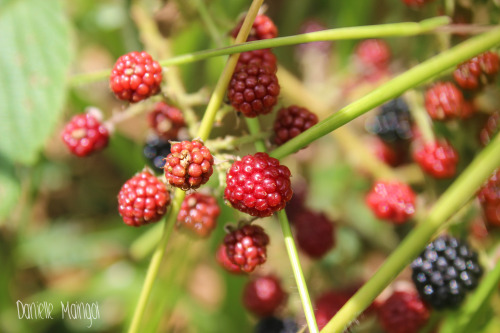 landofgoldendreams:  Handstands in the mountains! One of the most breathtaking views! Freshly picked Mora!! ( blackberries) Best blackberries I’ve ever eaten! Buga, Colombia