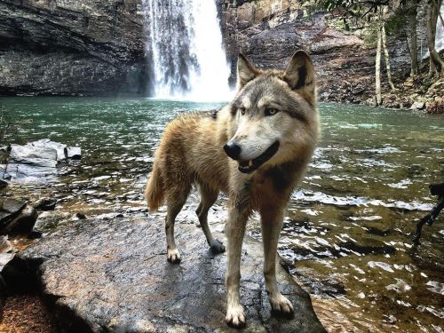 First waterfall in 8 days. Unacceptable #WildlingWandershttps://www.instagram.com/p/B7RjzkxAUSZ/?i