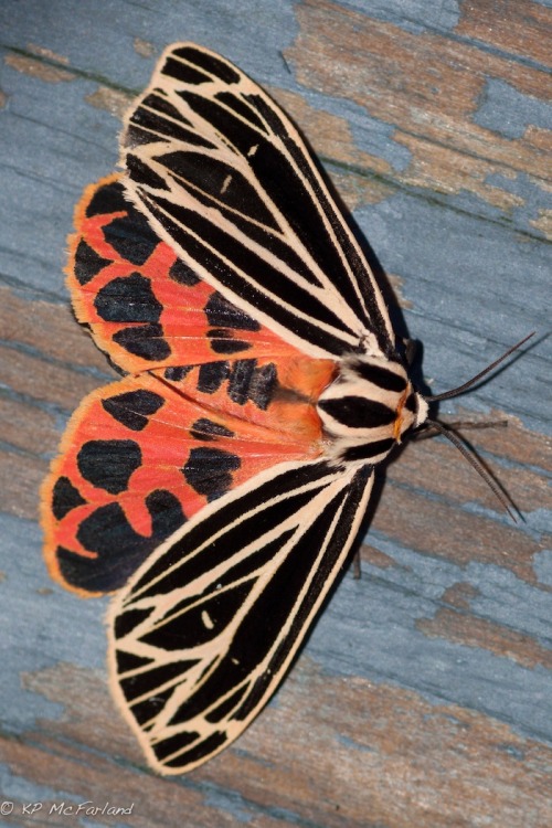 end0skeletal: Garden tiger moth (top three photos), Arctia caja Virgin tiger moth (bottom three phot