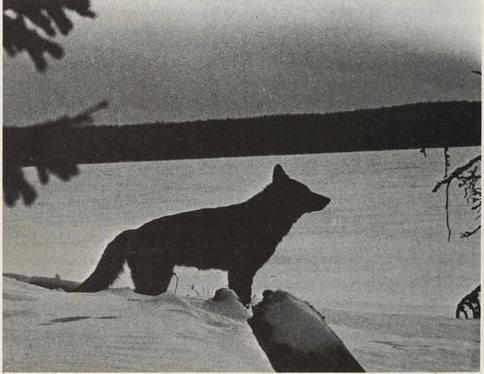 nemfrog:  Timber wolf. How to grade furs. 1975. 