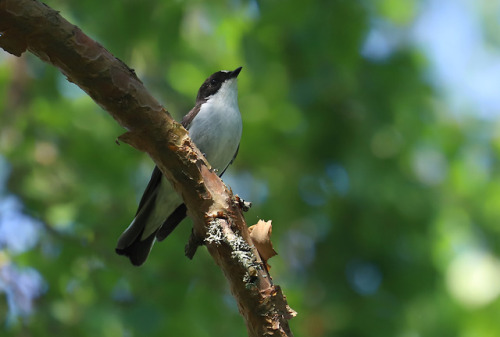 European pied flycatcher/svartvit flugsnappare.