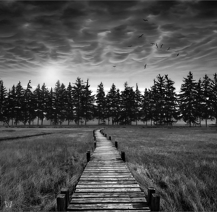 whitesoulblackheart:  Wood way by Jean-Michel Priaux &ldquo;… two roads diverged