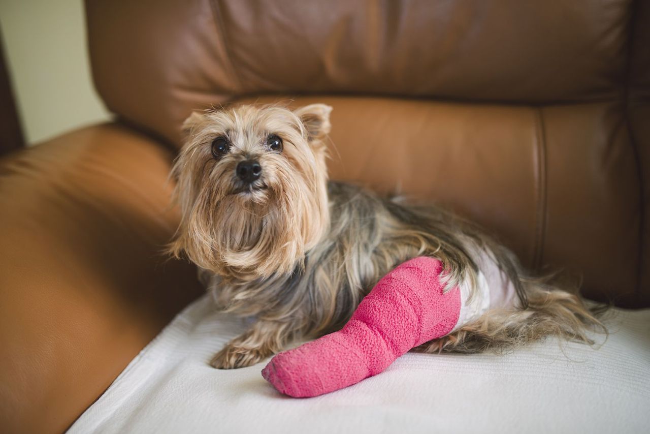 Dog Limping Possible Causes And Treatments