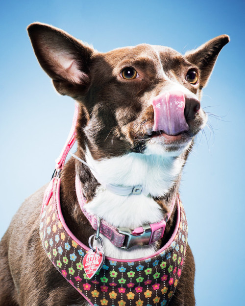 Our photographer, Jon, went to a wonderful animal shelter and made some badass portraits of adoptabl