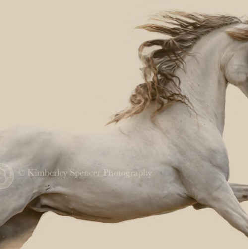 (2) Kimberley Spencer is an artist showcasing horses and people. Her outstanding work offers various