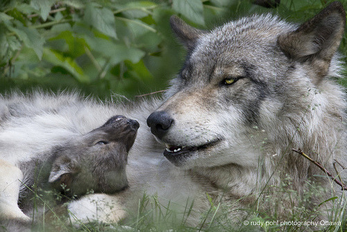 tulipnight:Timber Wolf Pup at 6 weeks  by Rudy in Ottawa on Flickr.