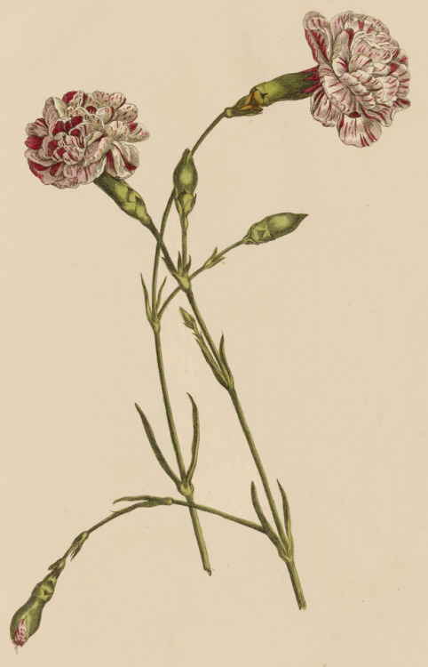 Pagonia, diantus, achillea, lunaria, and ranunculus - Figures Of the most Beautiful, Useful, and Unc