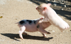 hay-girl-hay-lesbifriends:  the little pig smiles though 