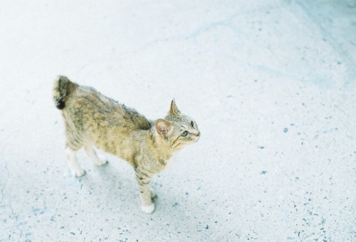 真夏の猫。