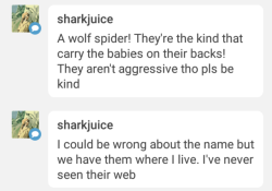 @sharkjuice Wolf spider was my first thought