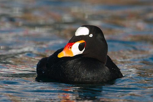 ainawgsd:The surf scoter (Melanitta perspicillata) is a large sea duck native to North America. Adul