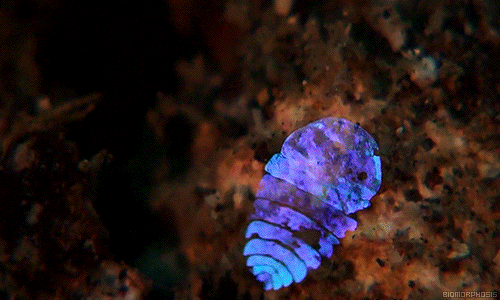 jtotheizzoe:  via biomorphosis:  Sapphirina copepod, a.k.a. ”sea sapphire” is a tiny shrimp like crustacean that makes up the bottom of the food chain. The microscopic layers of crystal plates inside their cells catch light and reflect back different
