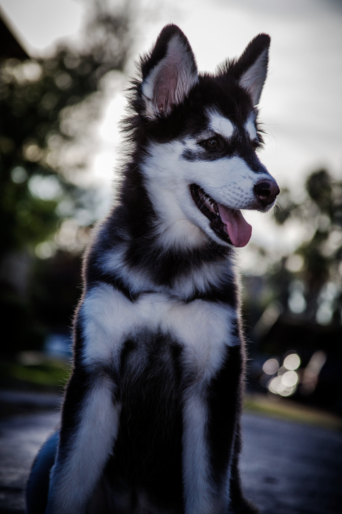 voices - Husky | Instagram | Facebook