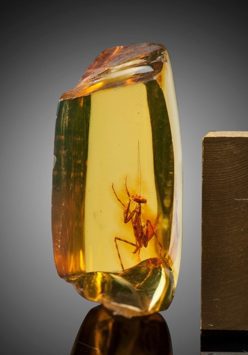 blunt-science:A 12 Million Year Old Praying-Mantis Encased in Amber.