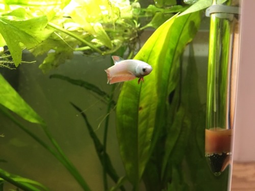 pet-of-subs: iantojonesthebetta: She’s too cute and smol. I can’t even.(You can see her 