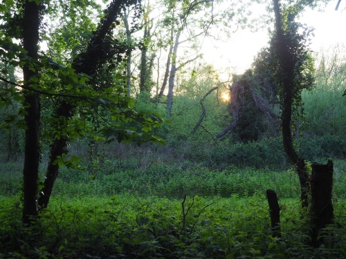 Sundown.  Community woodland, County School11th May 2022