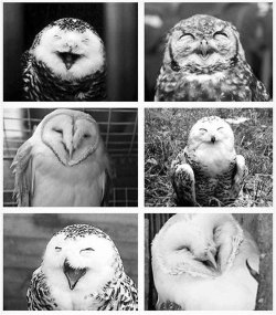 maninthebottle:  Laughing owls.