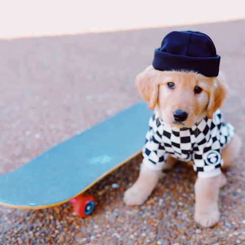 Tiny Hawk, Pro Skater  www.instagram.com/p/Bv1yomgnYHS/?utm_source=ig_tumblr_share&igshi