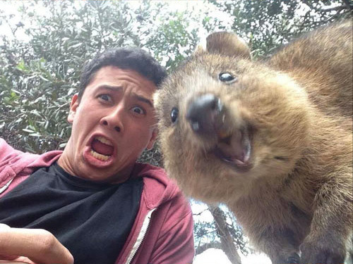 mxydxy:  iraffiruse:  The Quokka  HE POSED FOR A FUCKKING SELFIIE I CANT RIGHT NOWE 