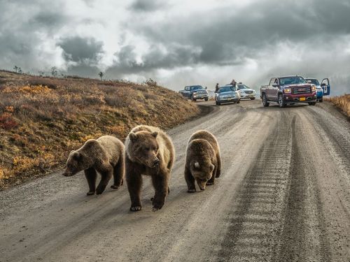 Grizzly Bear Image, Alaska - National Geographic Photo of the Day A mother grizzly and her cubs caus