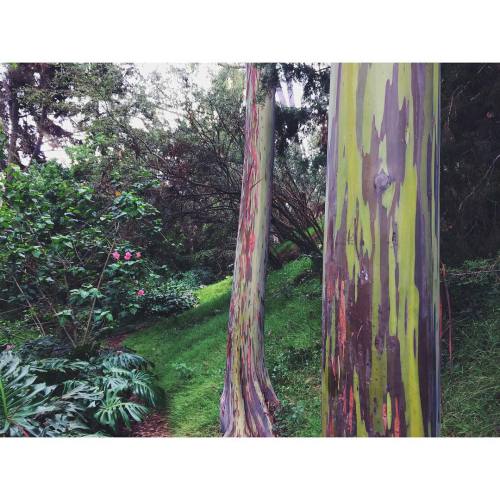 Rainbow eucalyptus at the Kula Botanical Garden. #kulabotanicalgarden #kula #maui #hawaii #rainboweu