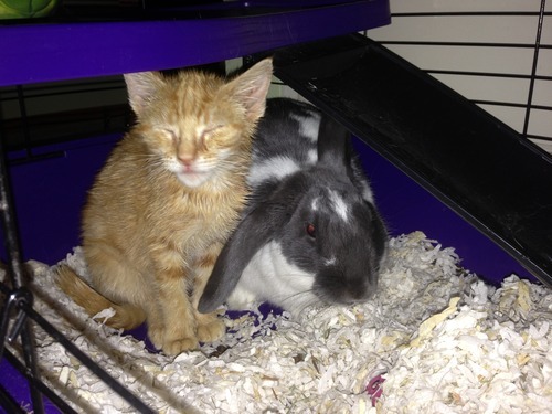 A story of a kitten and his unlikely companion...
