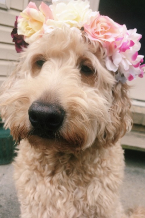 rollarcoaster: my doggo and his crown of flowers