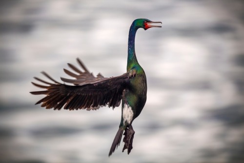 montereybayaquarium: Cormorant Caption Contest! What’s this magnificent pelagic cormorant, air-braki