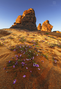 radivs:  'Desert Spring' by Sakhr Abdullah