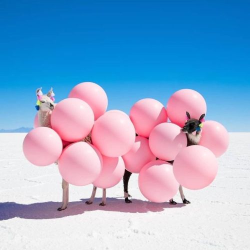 #Repost @instagram
・・・
“I love creating whimsical moments that make people stop for a second look,” says fine art photographer Gray Malin (@graymalin). His llama-infused series “Far Far Away” was shot at the world’s largest salt flat in Salar de...