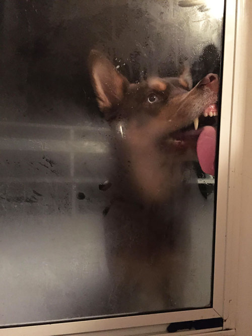 boredpanda:  20+ Animals Licking Glass That Look Absolutely Silly  