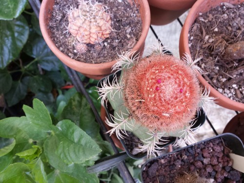 syngoniums: plantyhamchuk: syngoniums: Sometimes I forget about the plants that are only really visi