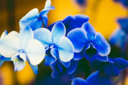 chasenwest:   Blue Orchids (2015)| Instagram