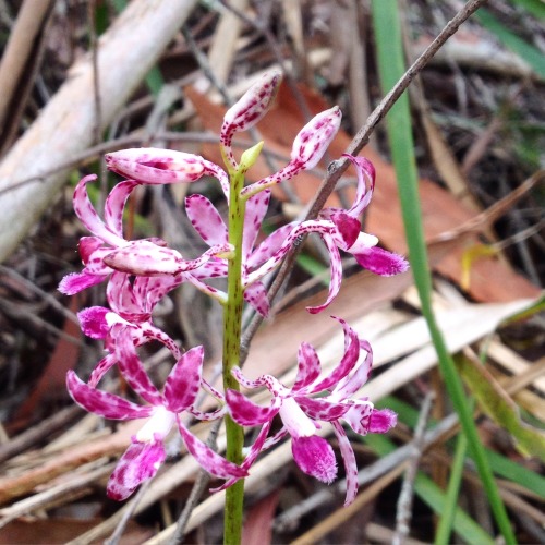 Spotted this Blotched Hyacinth Orchid (Dipodium punctatum) on our bush walk the other day. Love stum