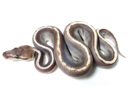 Ghi Ball Granite (Dom) Hidden Gene Woma Mojave aka The PavewayProduced By Severin Hardy