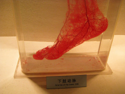 sexxcatz:  totallyfubar:  If this doesn’t make you excited about science, get outta ma face.  Mmmm how I love blood vessels. &lt;3 