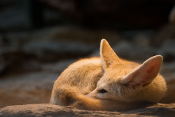 asksexpositivefluttershy: everythingfox:  everythingfox:  Fennec Fox Ball 🦊 Photo by  Cloudtail the Snow Leopard  Croissant*   &lt;3