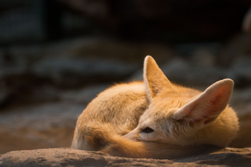 Fennec Fox Ball Photo byCloudtail the Snow Leopard