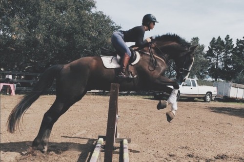 fearlessequitation:Hey look who started jumping this week