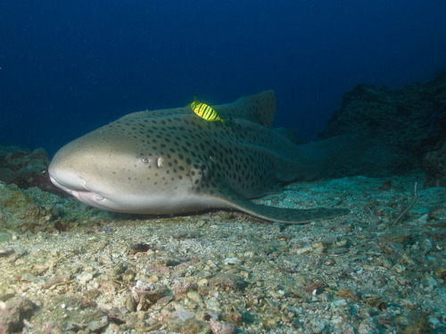 Stegostoma fasciatum by Liquid Lense on Flickr.