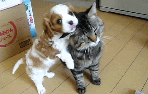 #Dog Cat Kiss from Pets and Friends