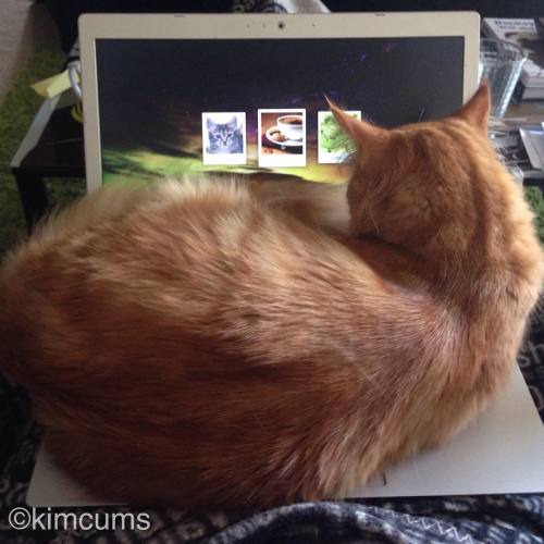 Feeling like it is going to be a productive day.   #asimov #asimovthecat #catagram #catstagram #kitten #computer #chromebook #productive #laptop #lapcat #fluffy #cute #adorable