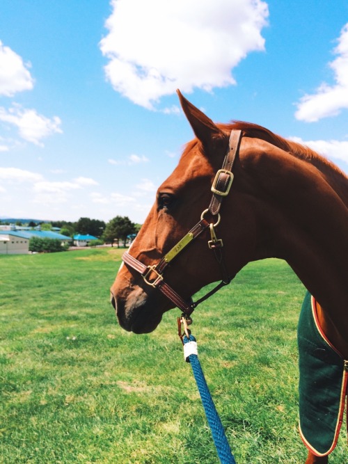 ahorsecalledtimber1:  Lexington Spring Premiere.