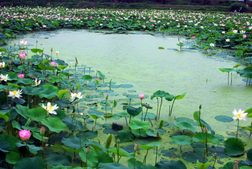 lovesouthkorea:  Lotus lake in Gyeongju, South Korea by IN CHERL KIM 