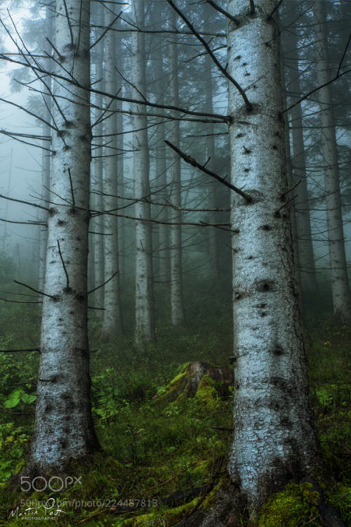 eda11y: The White Ones by martinpodt Birch Trees. My favorite