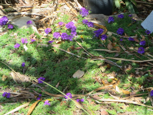 ryttu3k:Spring garden progress~First row: native wisteria! Flowering like gangbusters. Also visible 